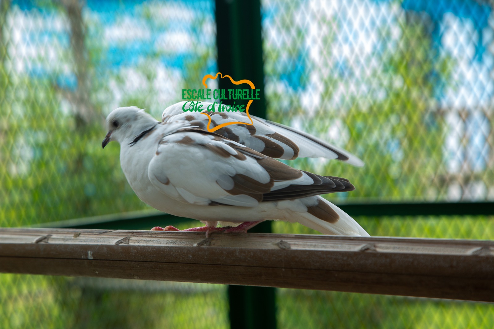 Image supplémentaire