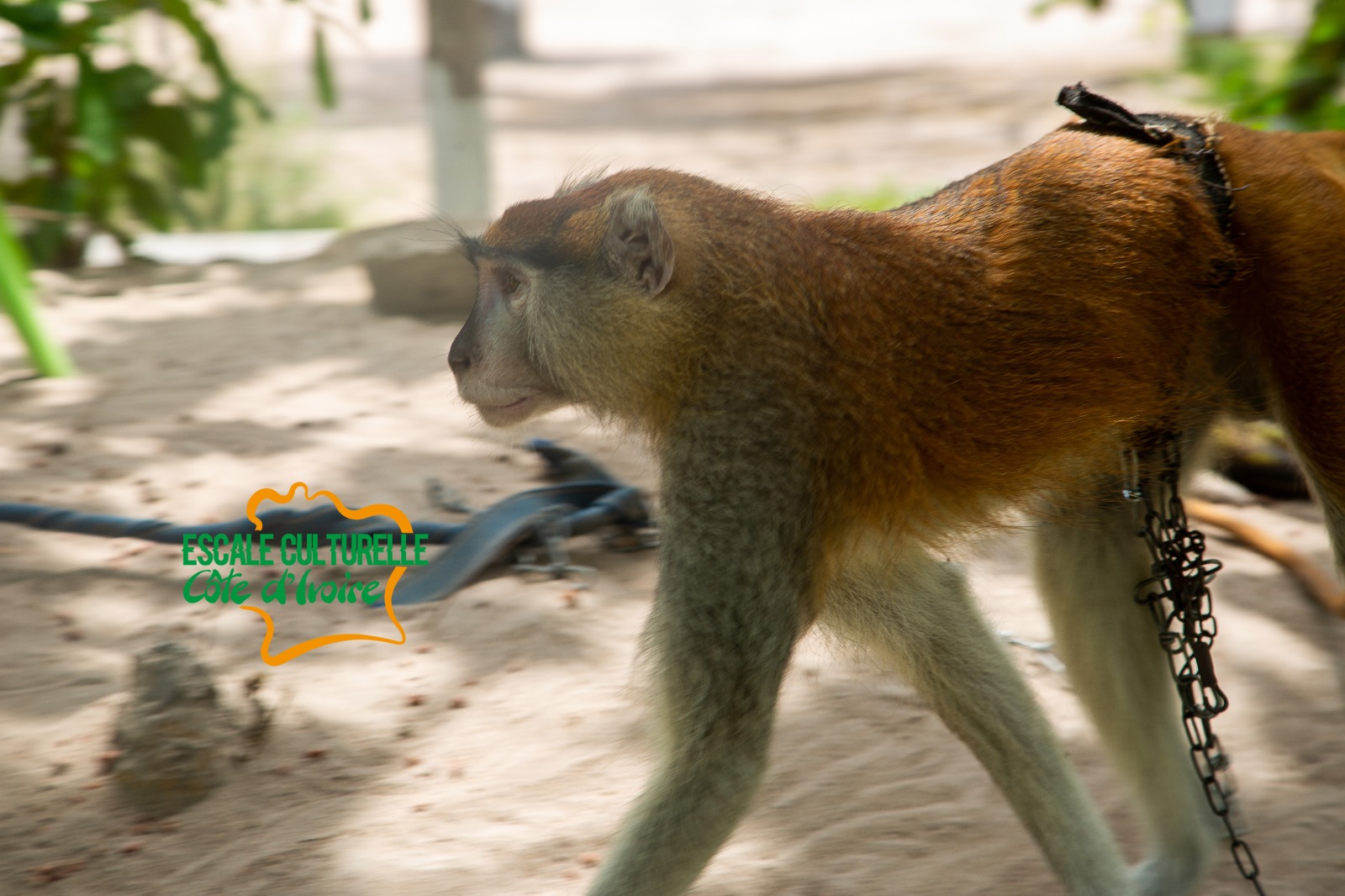 Image supplémentaire