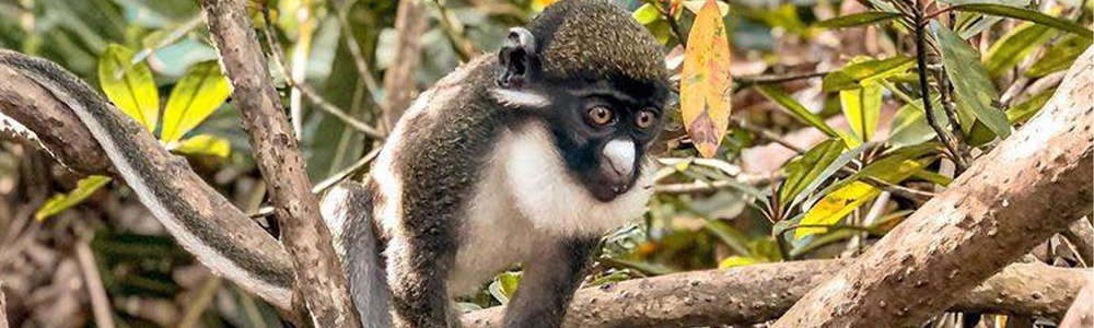 ESCALE CULTURELLE - LES SINGES AUX NEZ BLANCS DU FLEUVE NERO